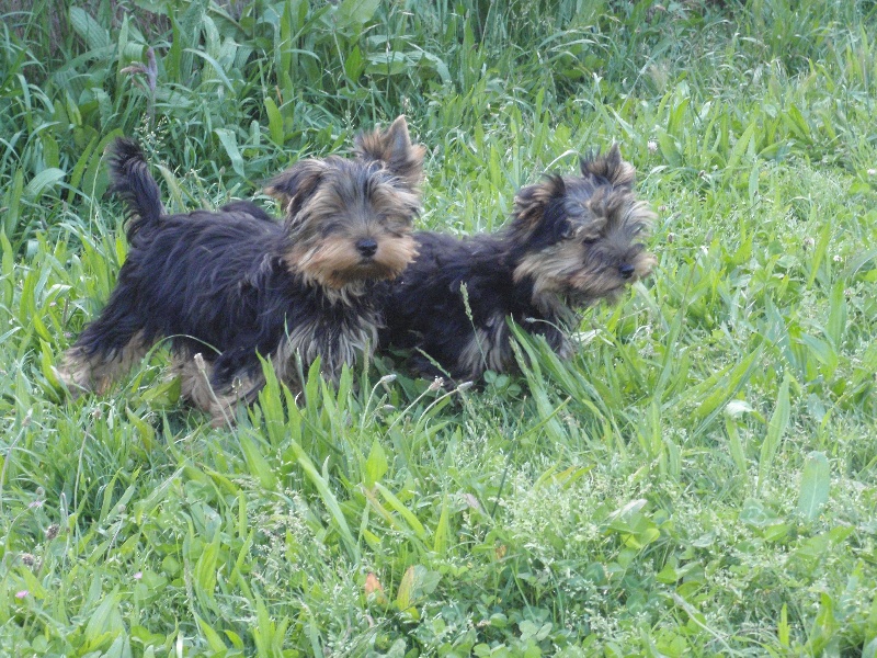 De lou Simbeo - Yorkshire Terrier - Portée née le 02/01/2010