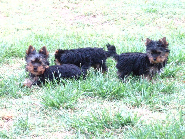 Chiot Yorkshire Terrier De lou Simbeo