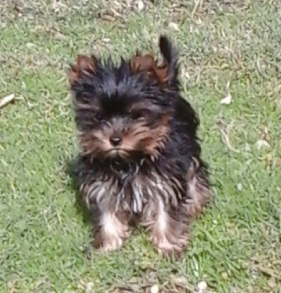 De lou Simbeo - Yorkshire Terrier - Portée née le 29/07/2015