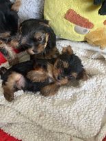 De lou Simbeo - Yorkshire Terrier - Portée née le 06/04/2023