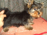 CHIOT
