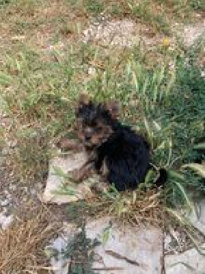 CHIOT 2