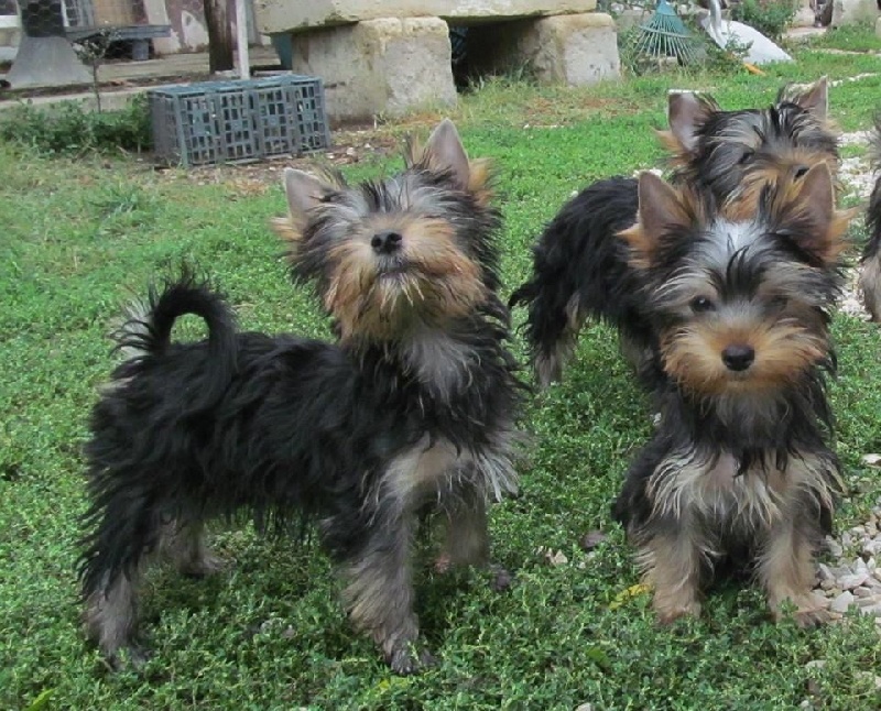 De lou Simbeo - Chiots disponibles - Yorkshire Terrier