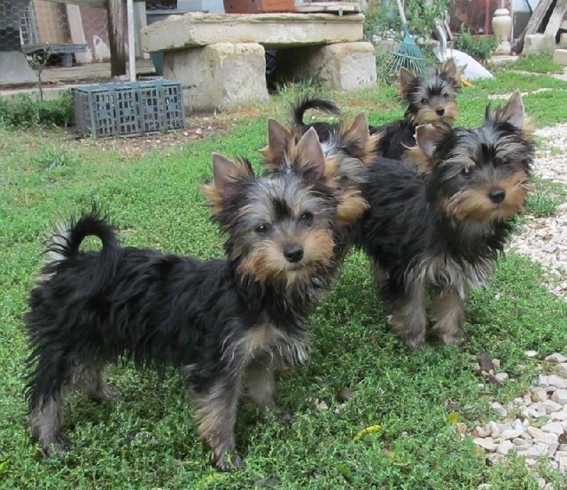 De lou Simbeo - Chiots disponibles - Yorkshire Terrier