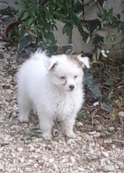 Chiot Chien chinois à crête De lou Simbeo